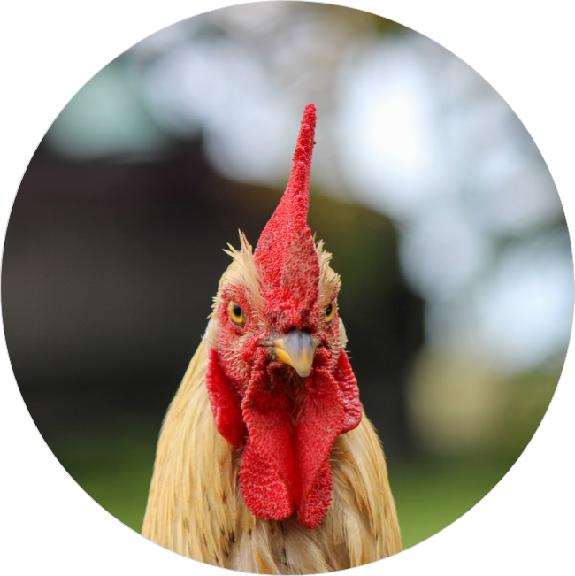 Dr Bassecour Vétérinaire élevage volaille