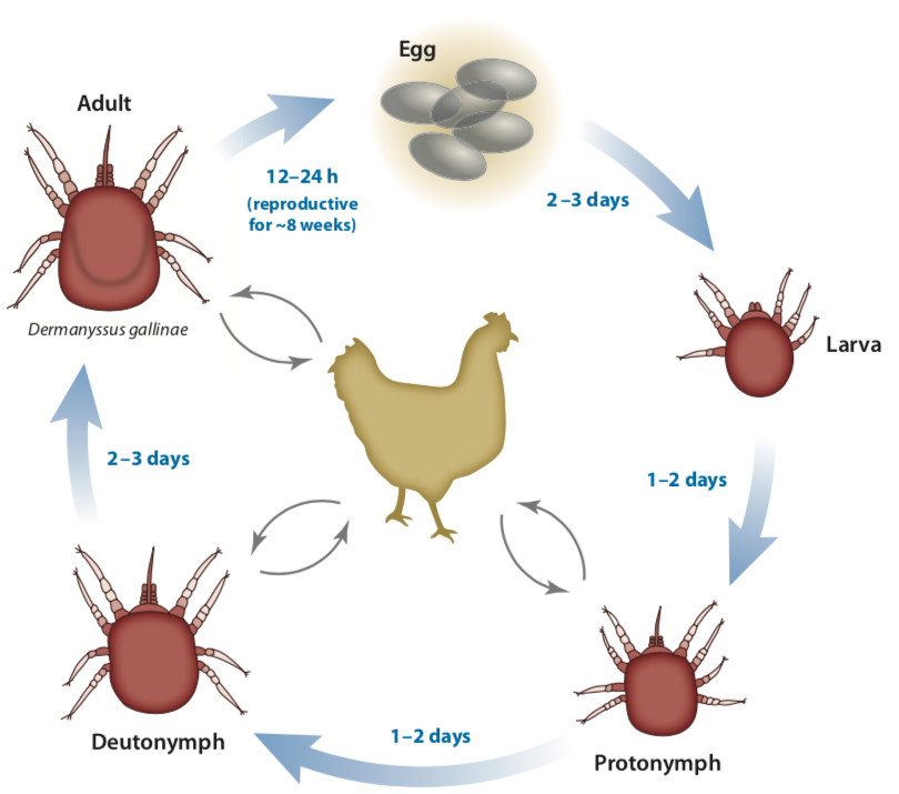 Cycle de vie du pou rouge dans des conditions favorables