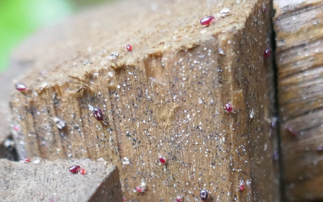Lutte intégrée préventive contre le pou rouge des volailles