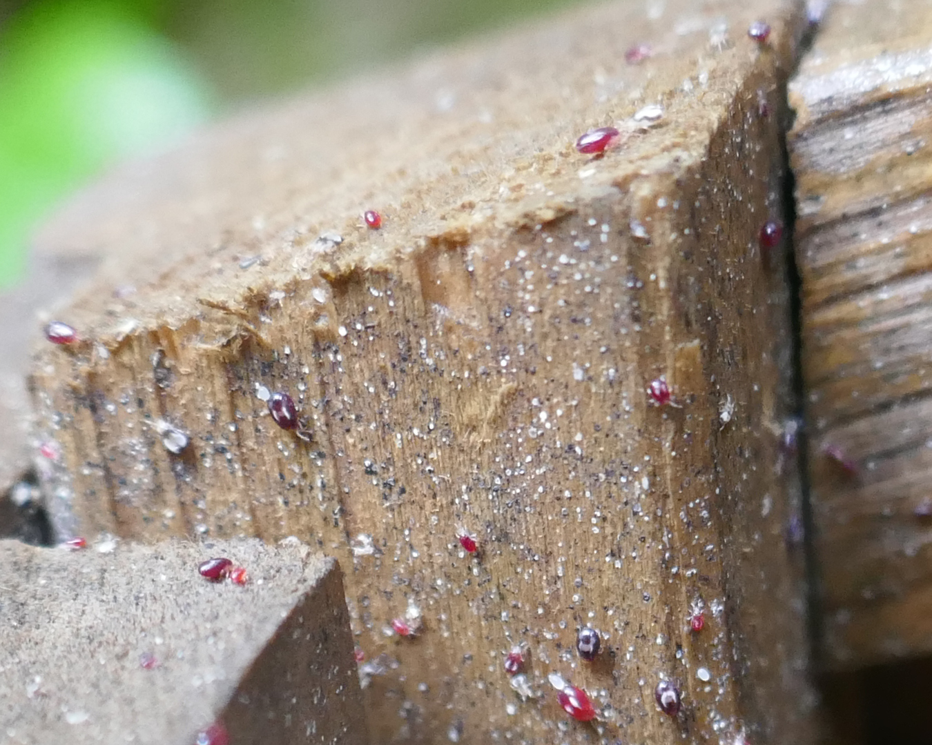 Poux rouges sur des planches d’un poulailler, visibles après démontage