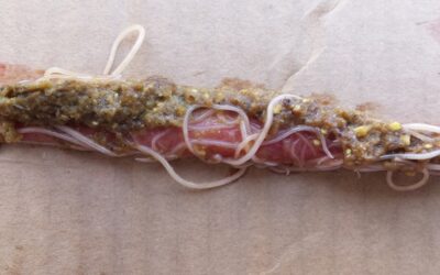 Vidéo – Parasites internes des volailles et des lapins