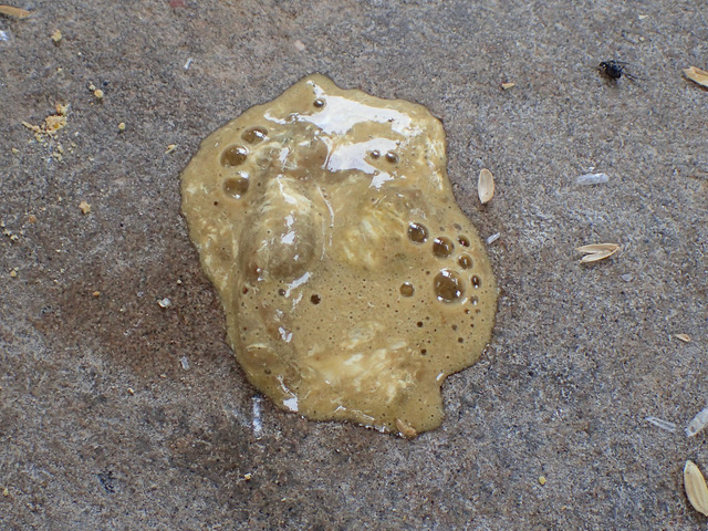 Fientes jaune moutarde mousseuse, typique de l’histomonose dans un lot de poulettes de 11 semaines