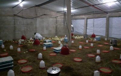 Vidéo – Immunité des jeunes volailles