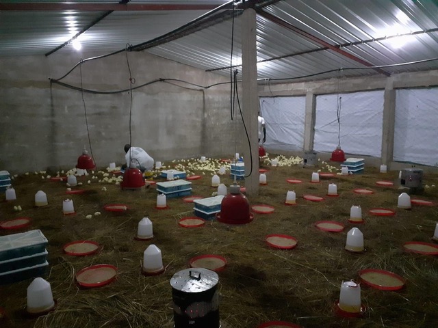 Bon démarrage de poussins d’un jour 