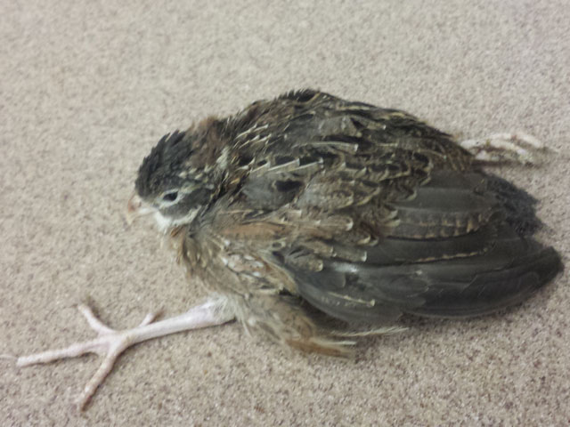 Rachitisme (carence en calcium, phosphore ou vitamine D3) sur des cailles de 9 semaines