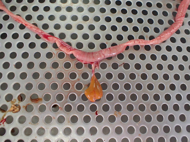 Rétention du vitellus sur un poulet de 14 jours lors d’un démarrage raté.