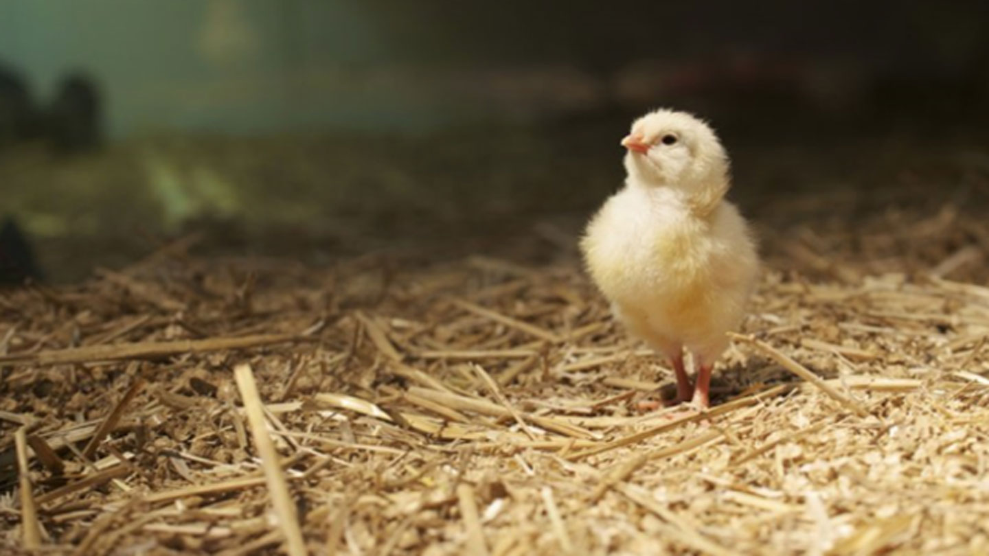 Un jabot bien plein est un signe positif de bonne prise d’aliment les premières 24h