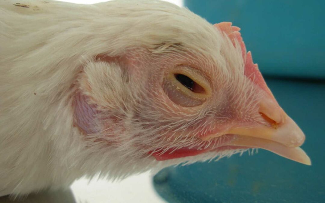 Résultats de l’enquête « Vaccins en conditionnements adaptés aux petits élevages »