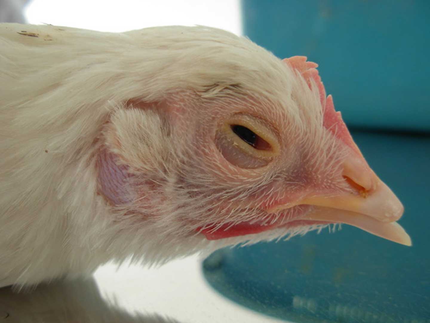 Poule pondeuse montrant des signes de Coryza Infectieux (Avibacterium paragallinarum)