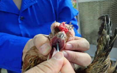 Vidéo – Coryza des poules