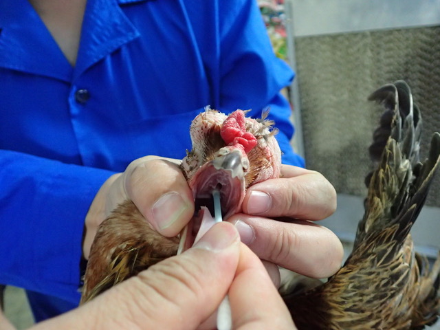 Écouvillonnage d’une poule pondeuse pour faire une analyse de laboratoire dans le cas de coryza des poules.