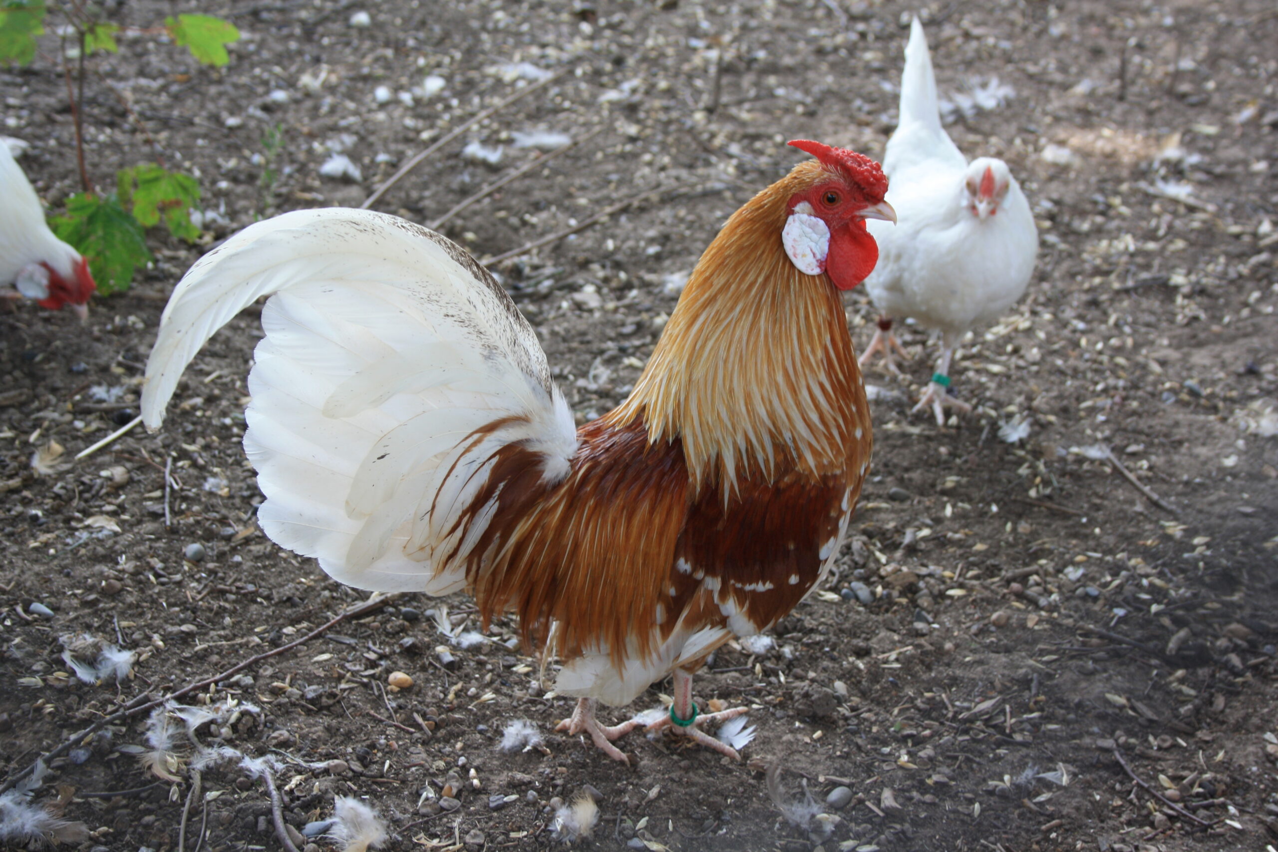 Photo Edouard Gendrin