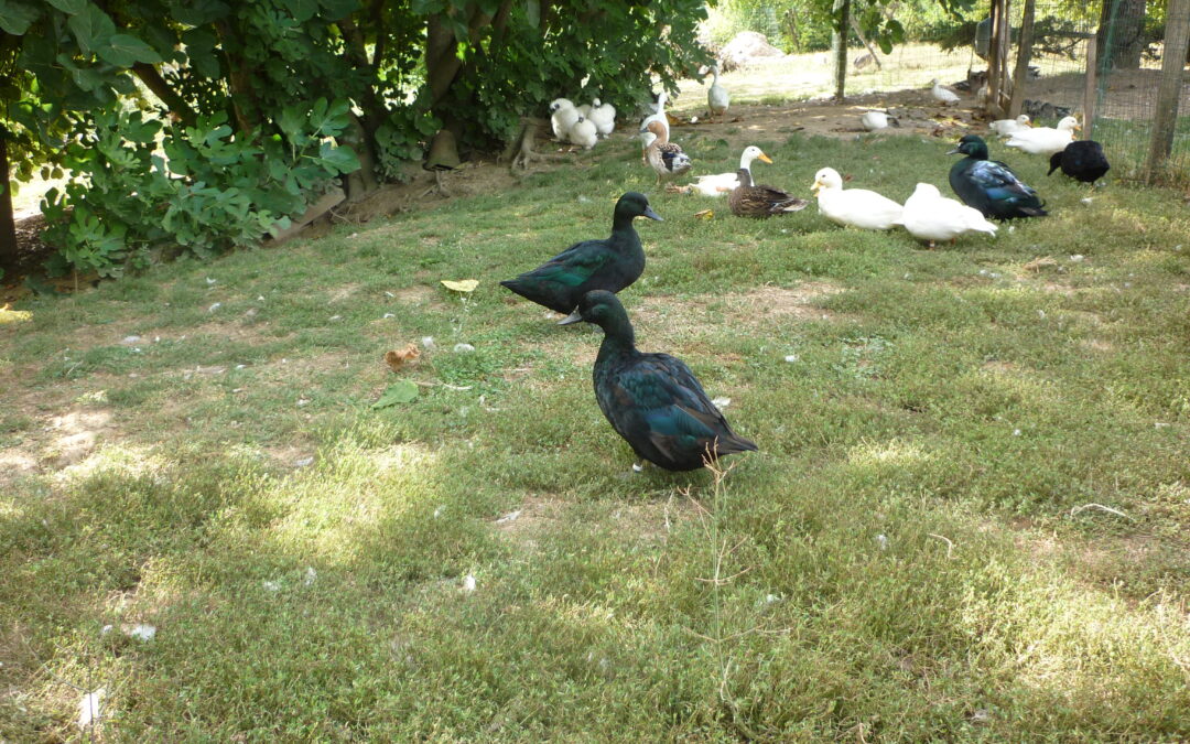 Grippe aviaire – Que faire pour protéger les volailles, les élevages et les éleveurs ?