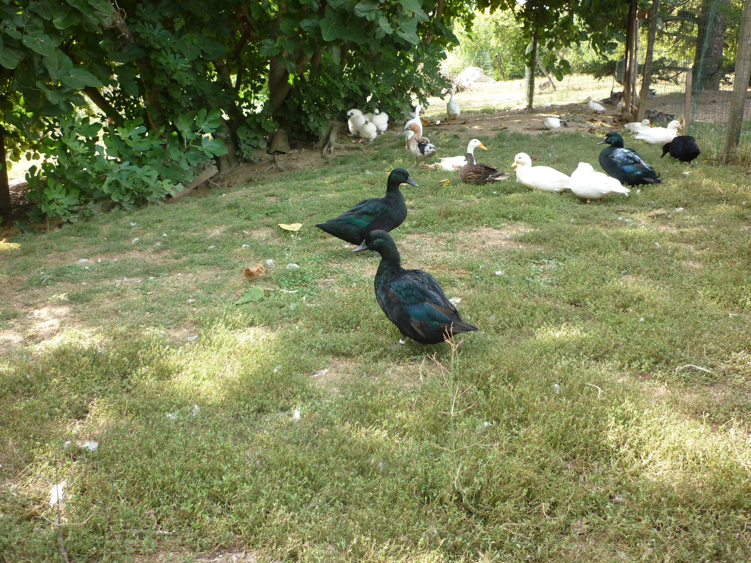 Canards de bassecour
