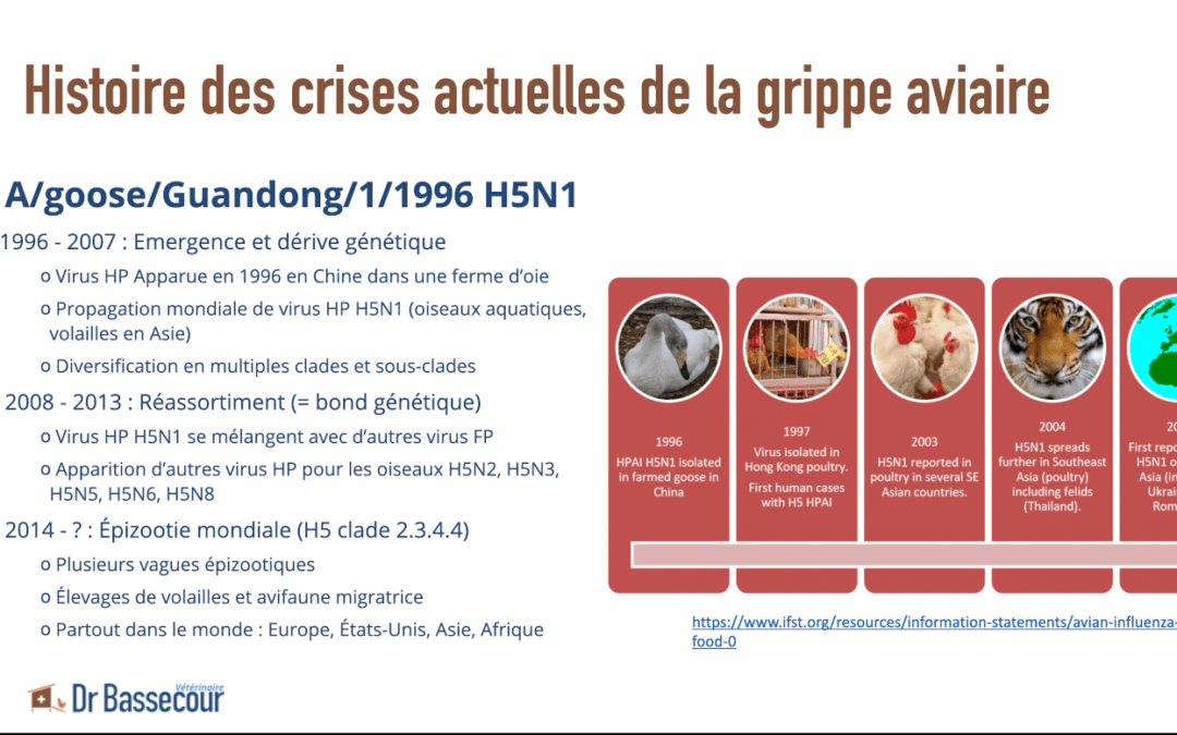 Grippe aviaire – Mieux la comprendre en video
