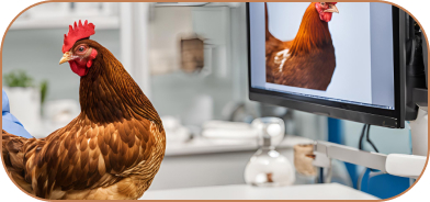 vétérinaires pour renforcer la santé des élevages traditionnels