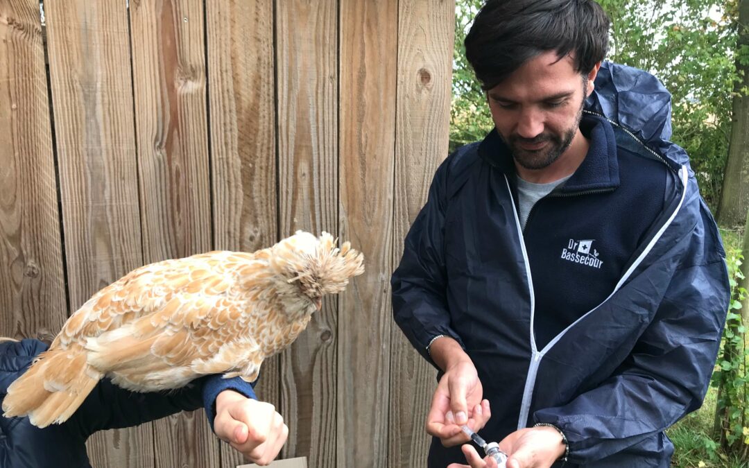 L’importance de la vaccination pour les volailles de bassecour