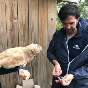 Dans les élevages avicoles commerciaux, la vaccination est une pratique incontournable pour éviter les épidémies qui peuvent avoir un impact économique significatif. En revanche, les petits éleveurs et amateurs de bassecour vaccinent rarement leurs volailles.