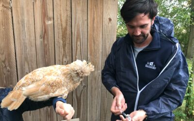 L’importance de la vaccination pour les volailles de bassecour
