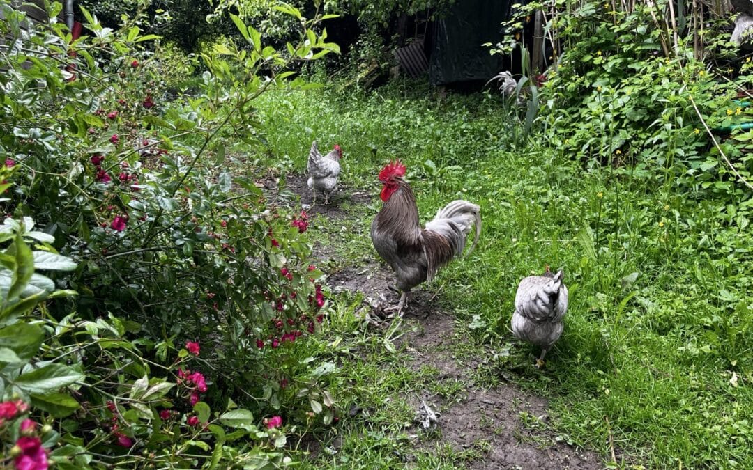 Rotation des parcours pour volailles de bassecour : Importance