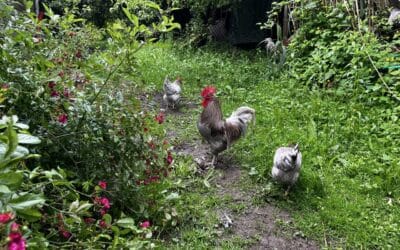 Rotation des parcours pour volailles de bassecour : Importance