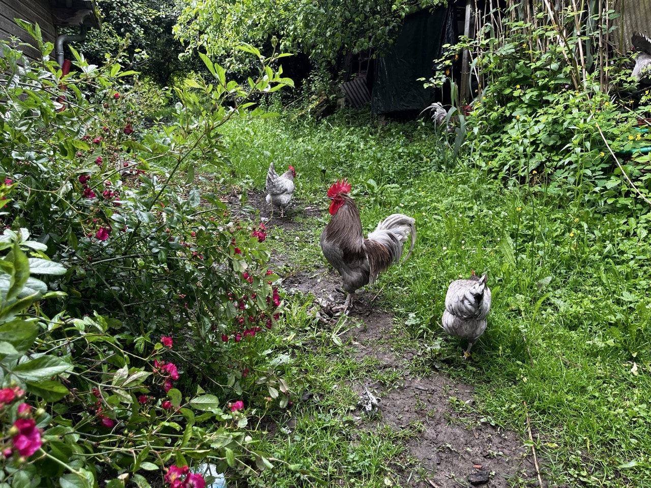 Coq de pêche de race limousine