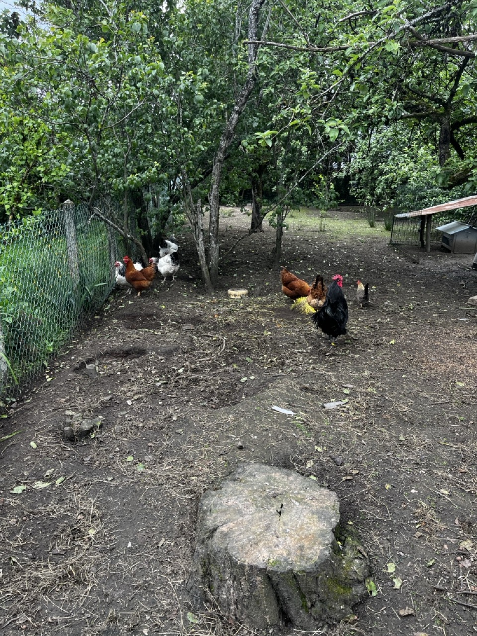 L’importance de la rotation des parcours pour volailles de bassecour